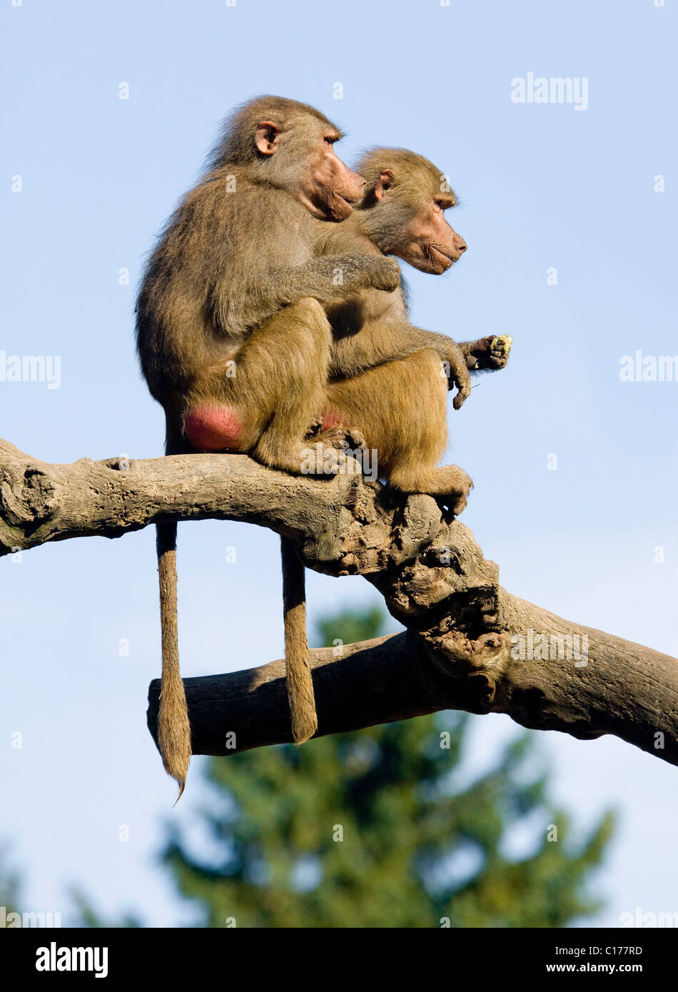 Two Hamadryas Baboons (Papio hamadryas) sitting on a tree trunk Stock Photo