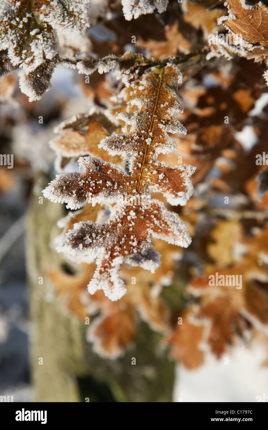 Covered leaves hi-res stock photography and images - Alamy