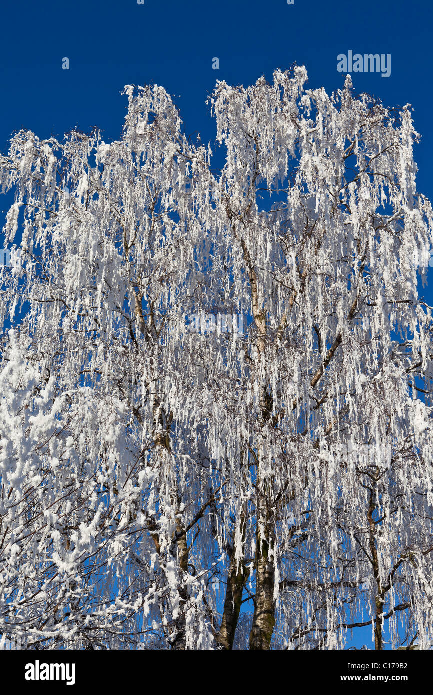 Hoarfrost on trees on a sunny day Stock Photo