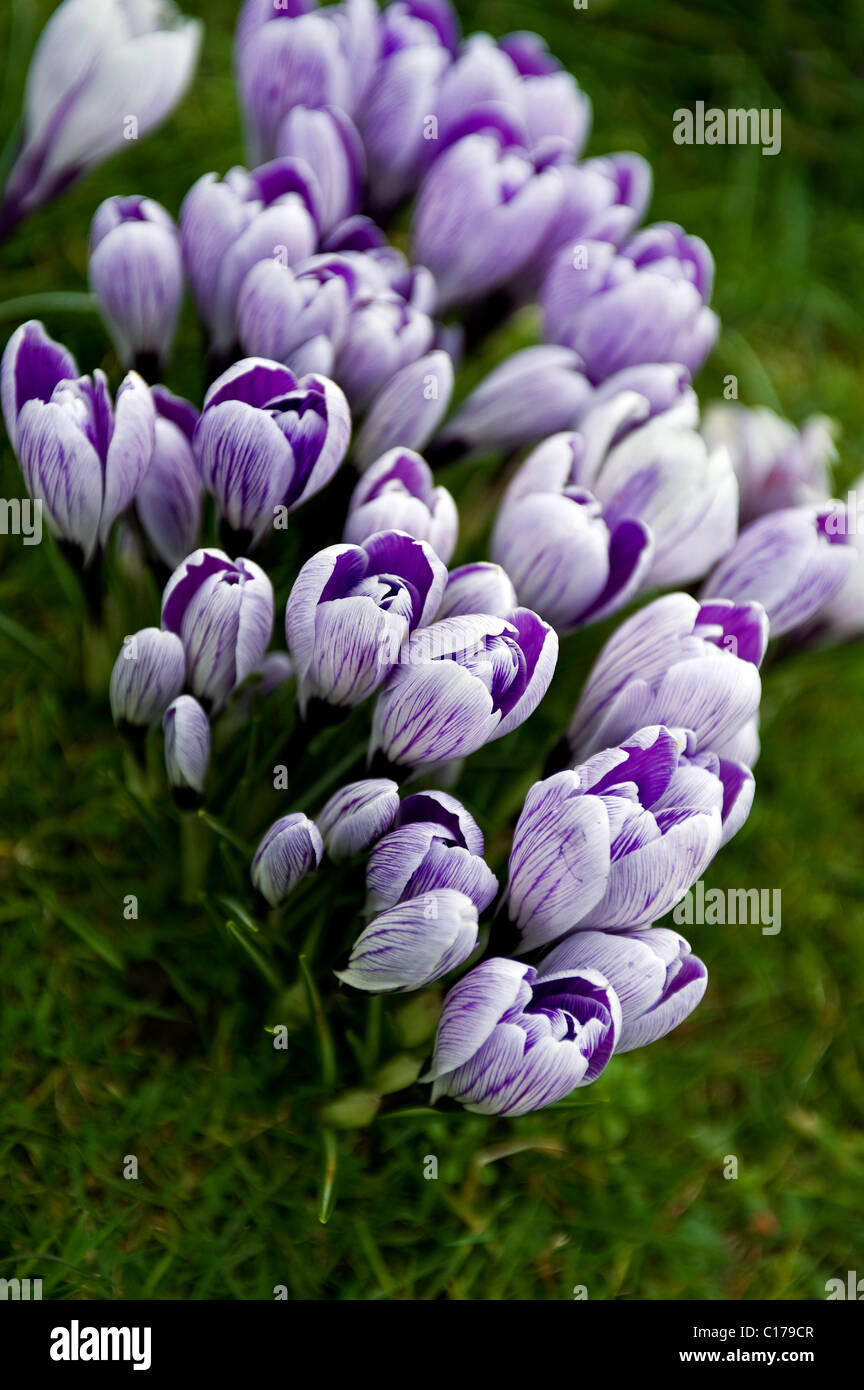 Crocus flowers.  Photograph by Gordon Scammell Stock Photo