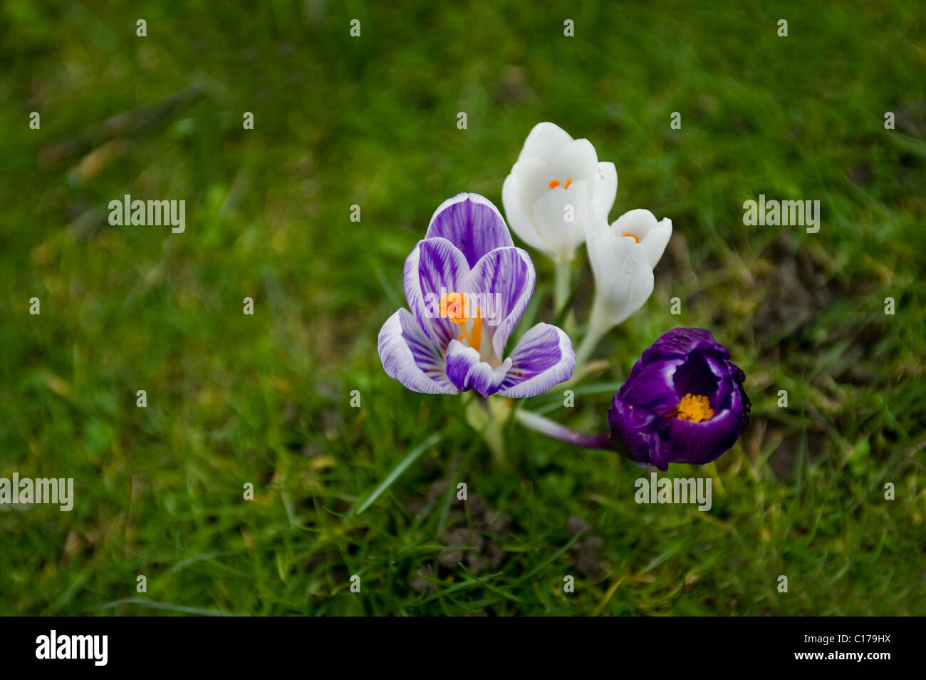 Crocus flowers.  Photograph by Gordon Scammell Stock Photo