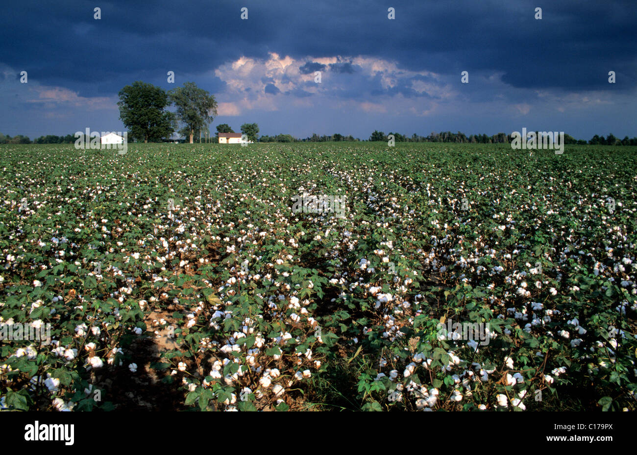 Cotton fields mississippi hi-res stock photography and images - Alamy