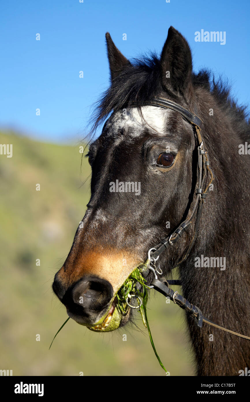 Pony chewing grass, chew, chews, eat, eats, eating, pony, ponies, small, horse, horses, equestrian, image, picture, portrait, Stock Photo
