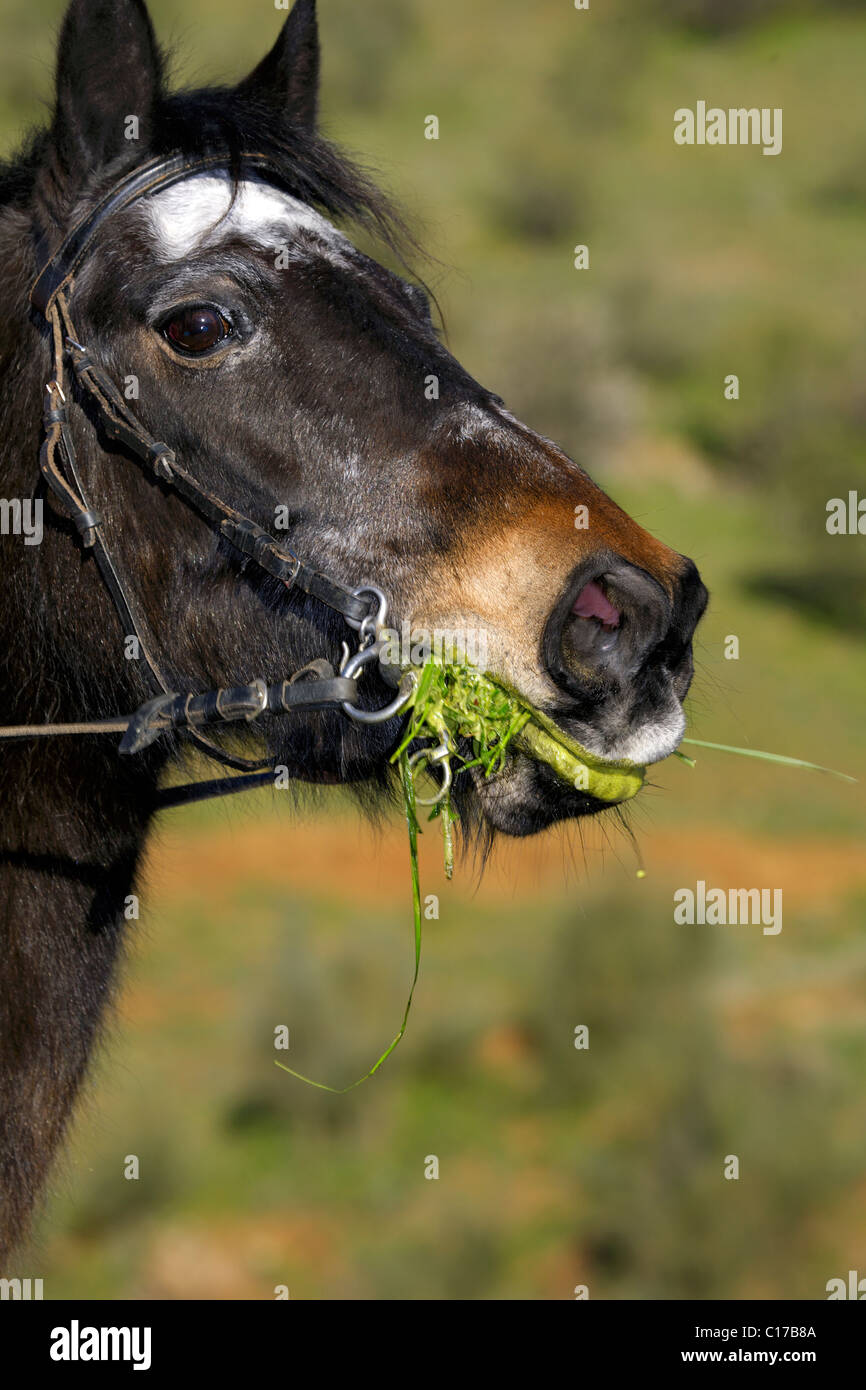 Pony chewing grass, chew, chews, eat, eats, eating, pony, ponies, small, horse, horses, equestrian, image, picture, portrait, Stock Photo