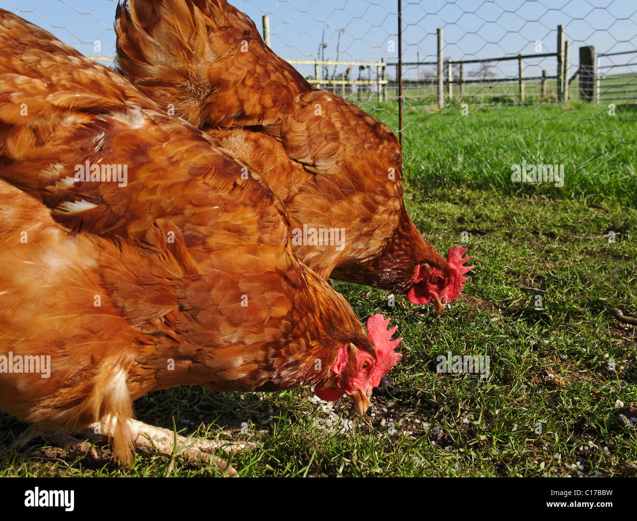 Free-range hens in Lincolnshire, England. Stock Photo