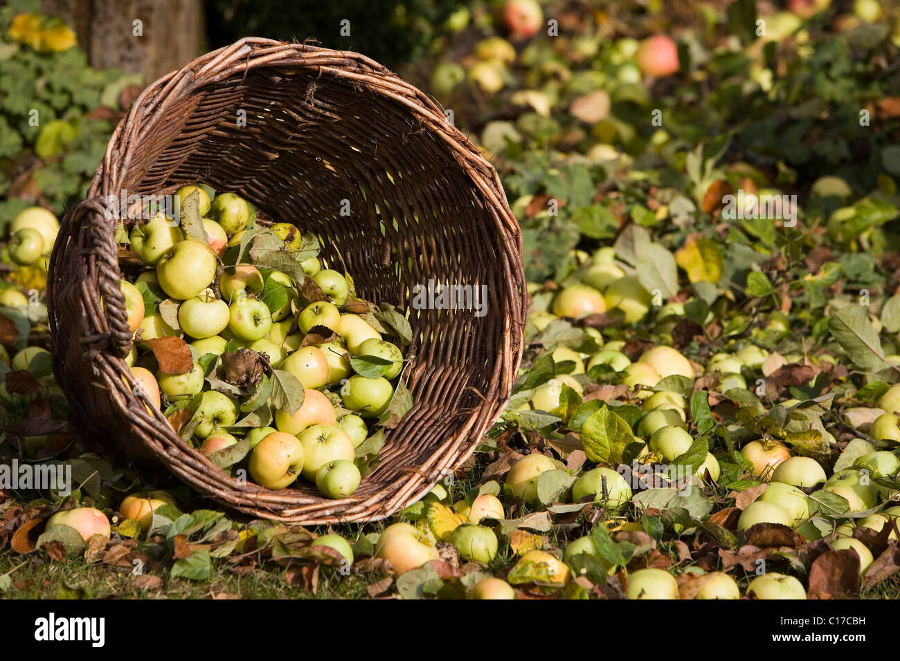 A tipped wicker basket under an apple tree, fallen apples in autumn