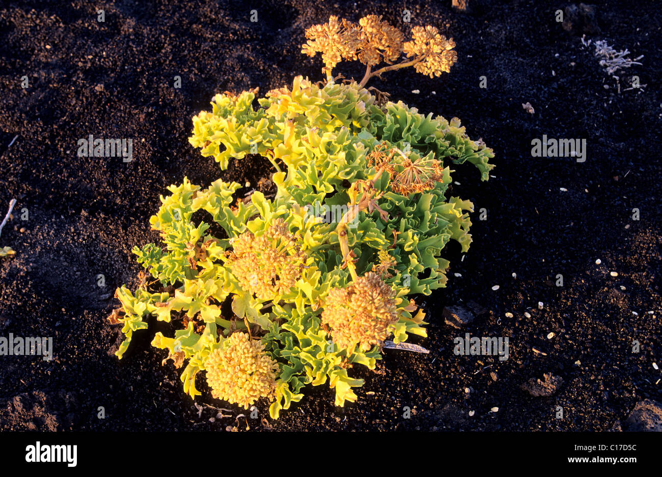 Spain, Canary Islands, Lanzarote Island, the Astydamia latifolia (salvage flower Stock Photo Alamy