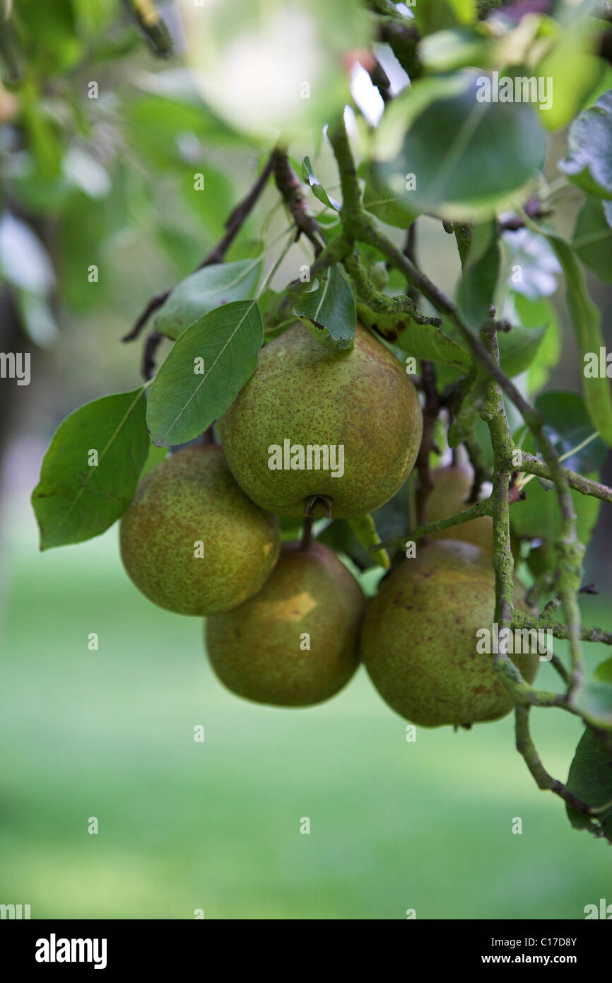 Pears (Pyrus) on a tree, Texel, Holland, Netherlands, Europe Stock Photo