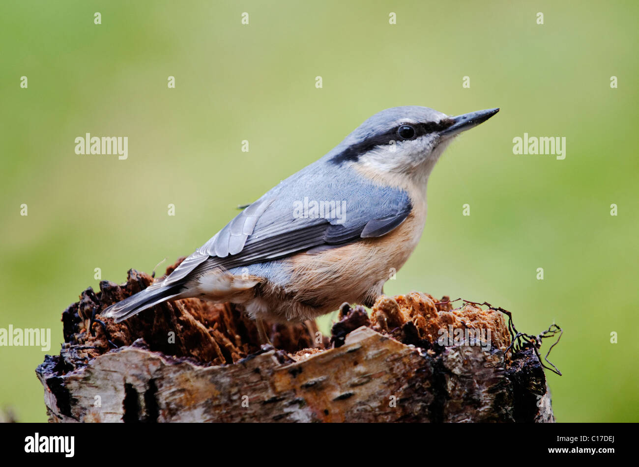 Nuthatch (Sita europaea) Stock Photo