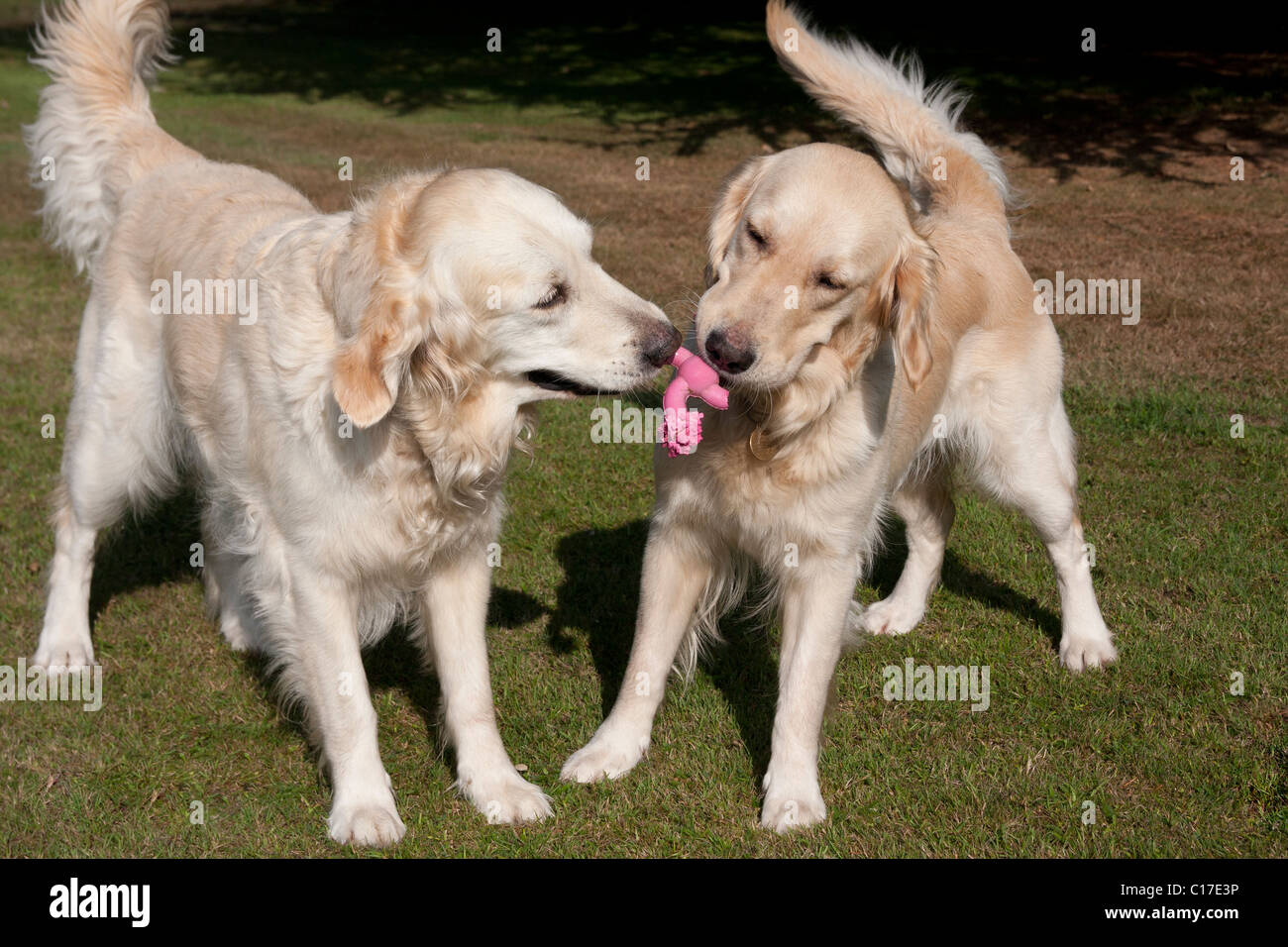two active golden retrievers playing in garden Stock Photo - Alamy