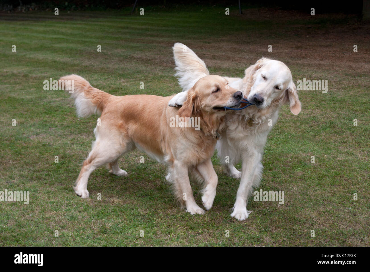 two active golden retrievers playing in garden Stock Photo - Alamy