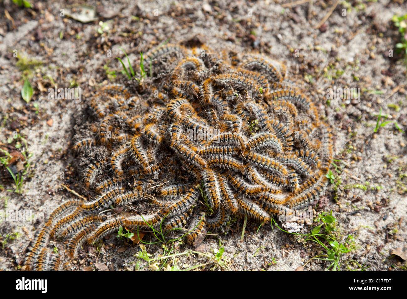 Pine processionary caterpillars migrating to a pupation site (France). Chenilles processionnaires du pin migrant (France). Stock Photo