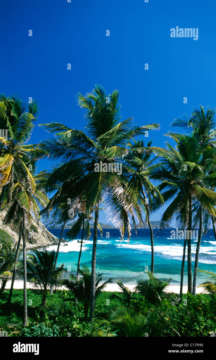 Palm trees on a beach on Peter Island, British Virgin Islands, Caribbean Stock Photo