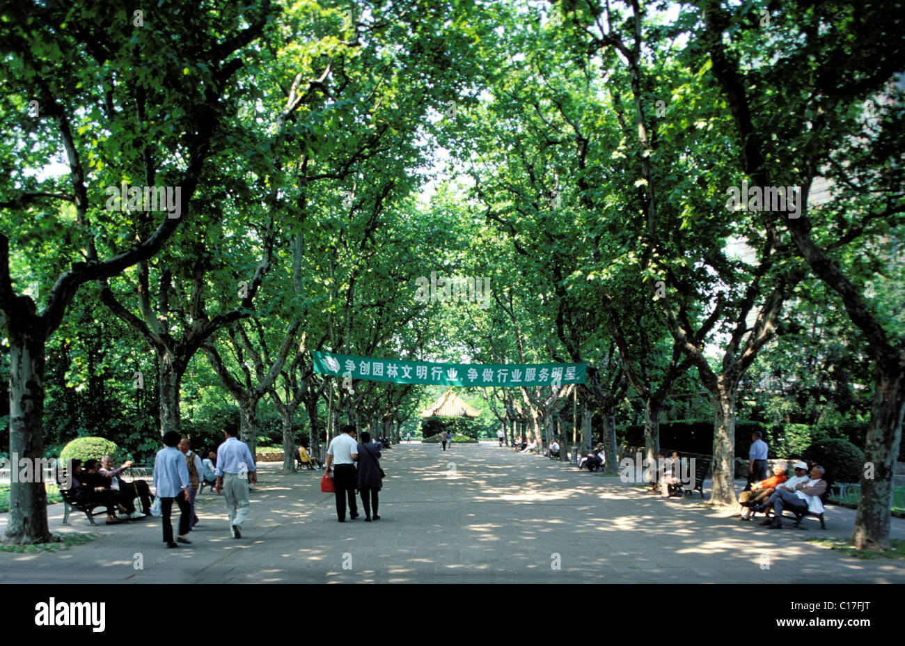 China, Shanghai City, Plane Trees Lanes of the Old French Concession Stock Photo