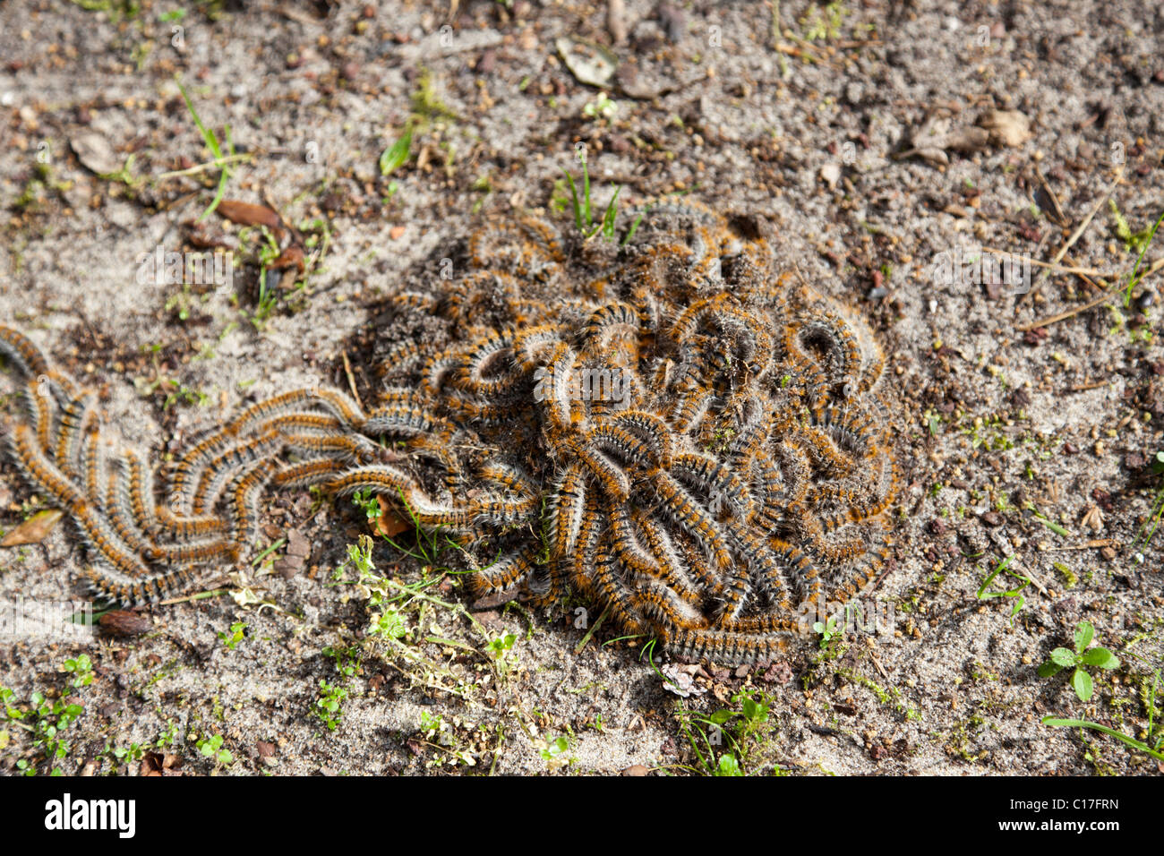 Pine processionary caterpillars migrating to a pupation site (France). Chenilles processionnaires du pin migrant (France). Stock Photo