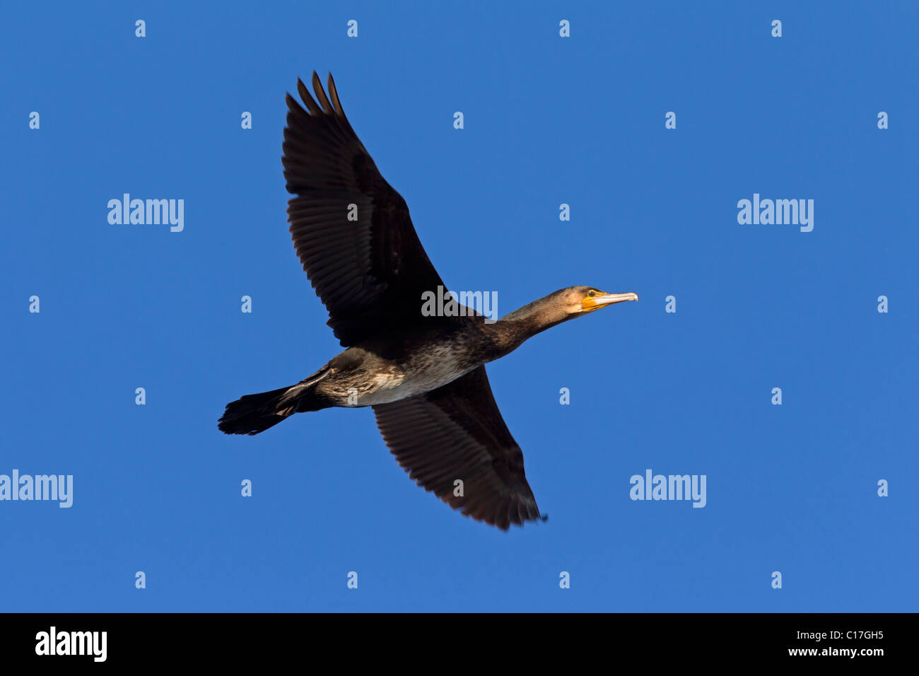 Great cormorant (Phalacrocorax carbo) in flight, Germany Stock Photo
