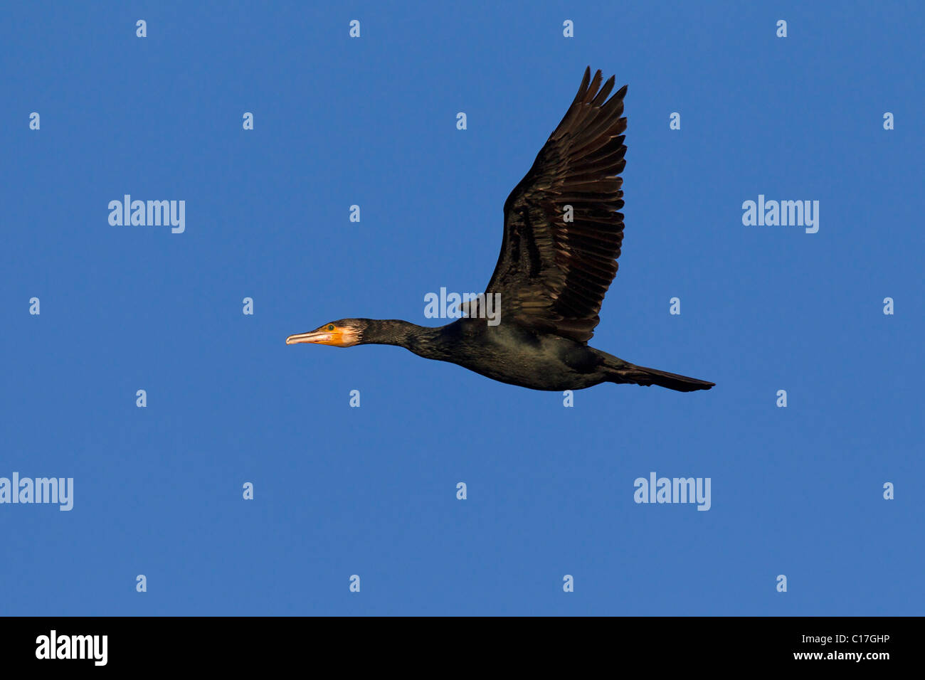 Great cormorant (Phalacrocorax carbo) in flight, Germany Stock Photo