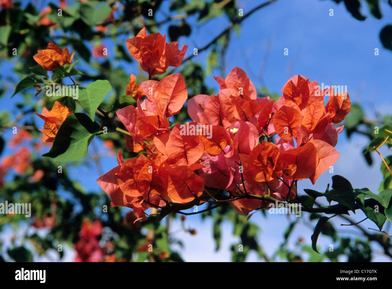 Paper Flower (Bougainvillea glabra), island of Cyprus, Greece, Europe Stock Photo