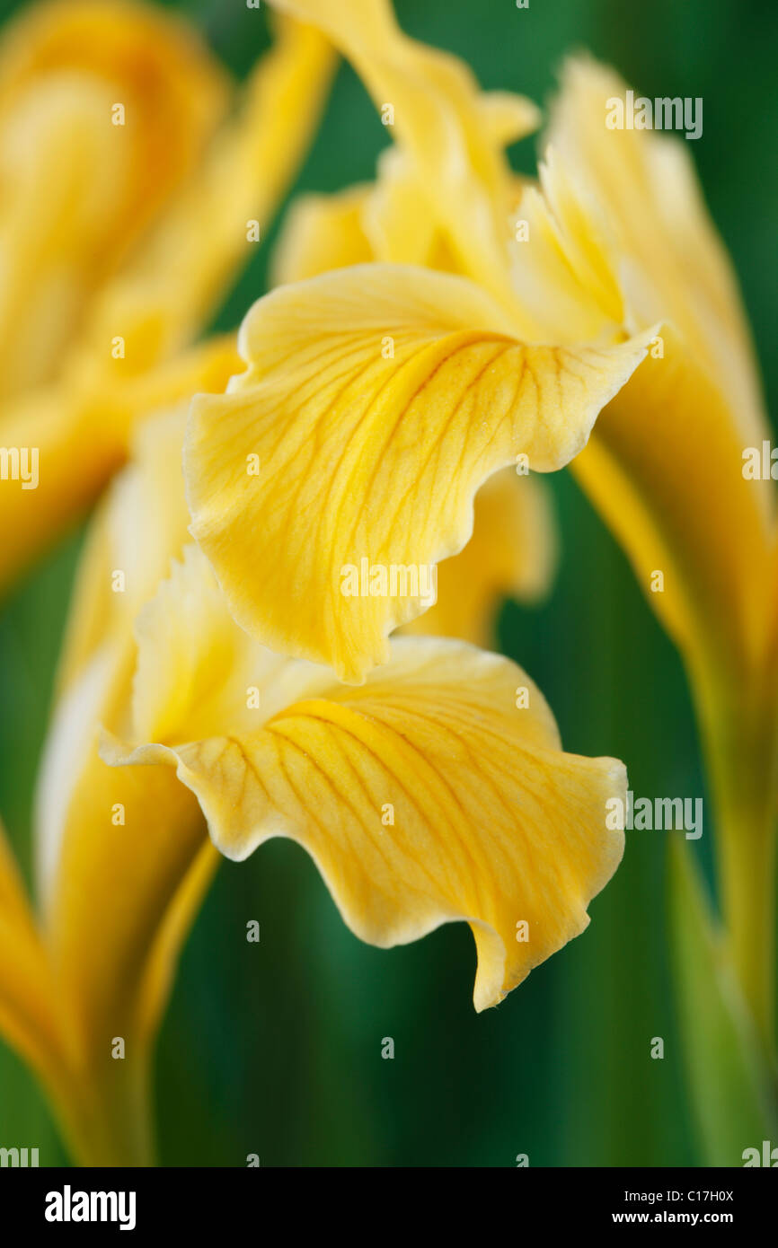 Iris innominata Golden iris Beardless Pacific Coast iris May Stock Photo