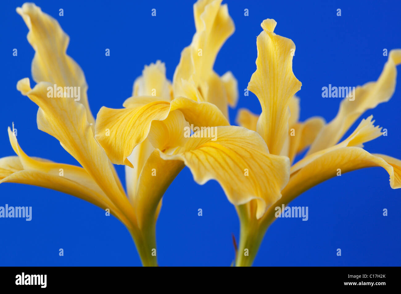 Iris innominata Golden iris Beardless Pacific Coast iris May Stock Photo