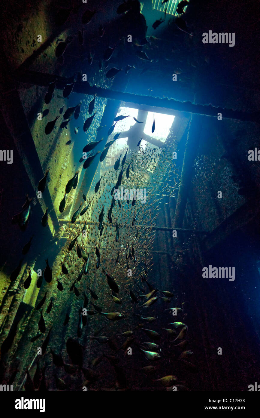 Thousands of fish are exposed in sunbeams streaming through the roof light in the engine room of the MV Giannis D shipwreck Stock Photo
