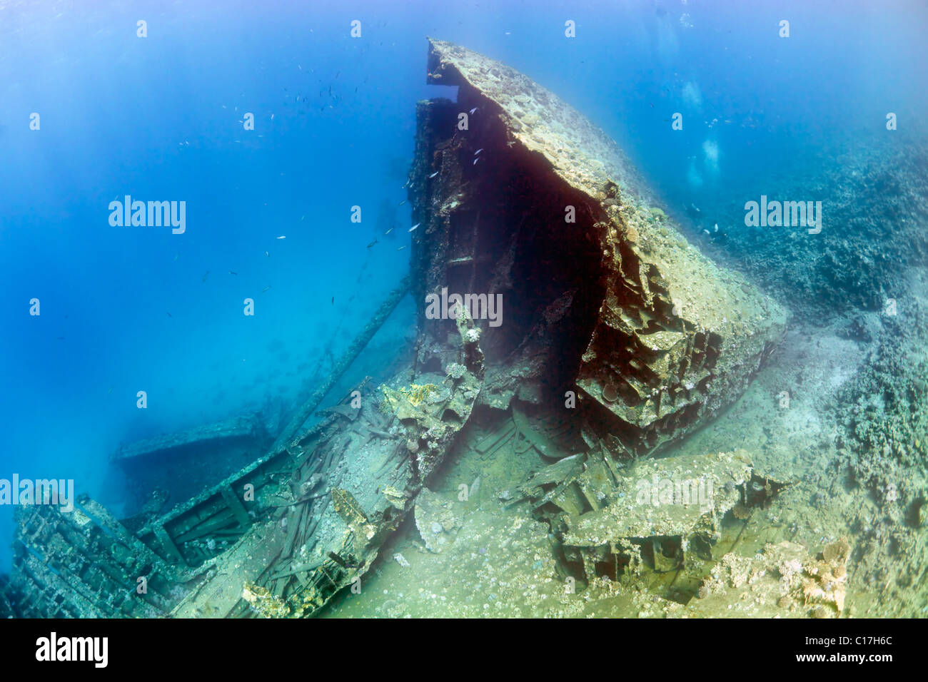 Scuba divers visit the broken off bow section of the MV Giannis D shipwreck at Sha'ab Abu Nuhas in the Red Sea Straits Of Gubal. Stock Photo