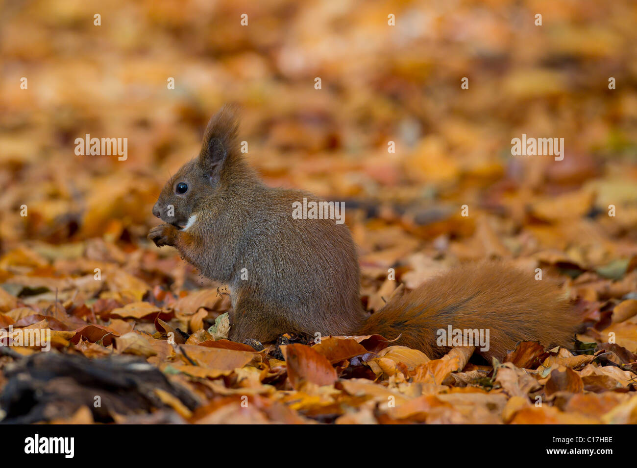 Squirrel eat nut hi-res stock photography and images - Alamy
