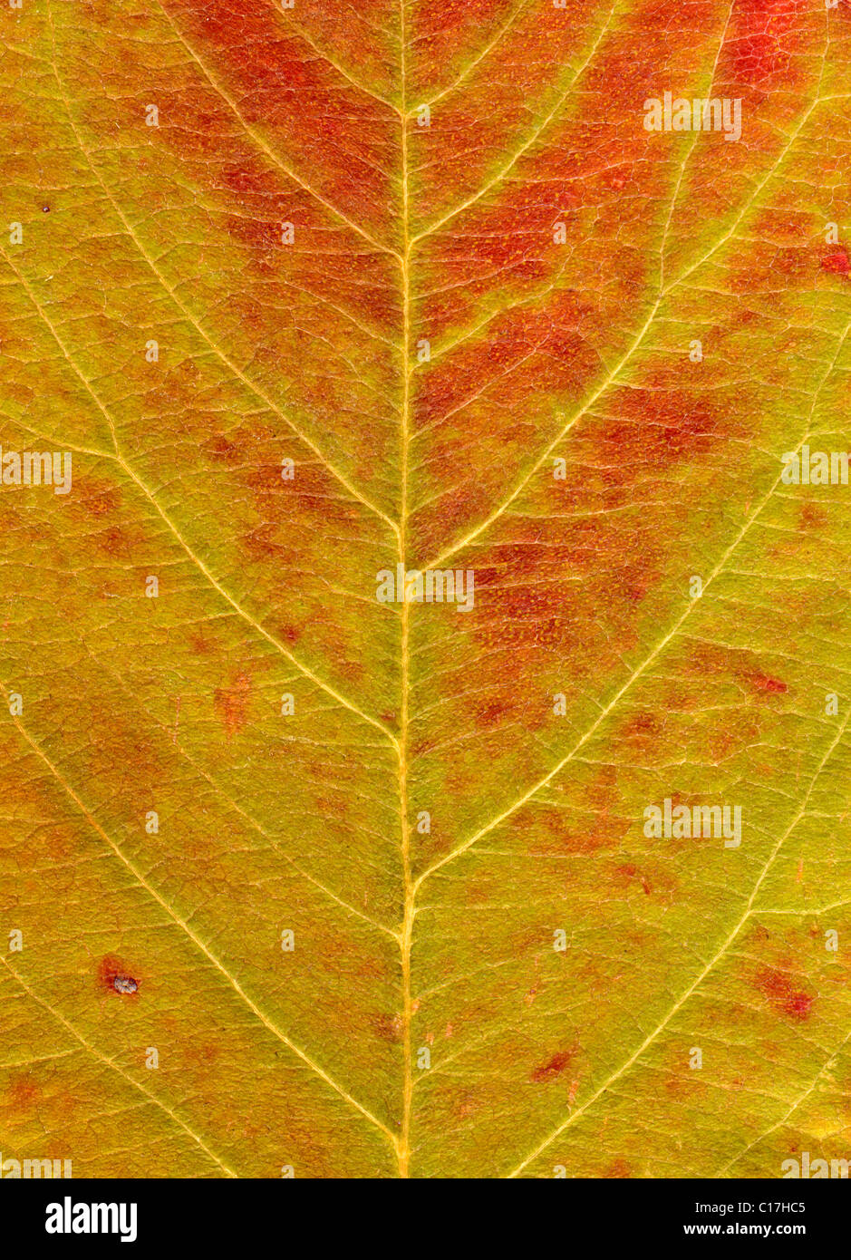 Autumnally coloured leaf, red and green Stock Photo
