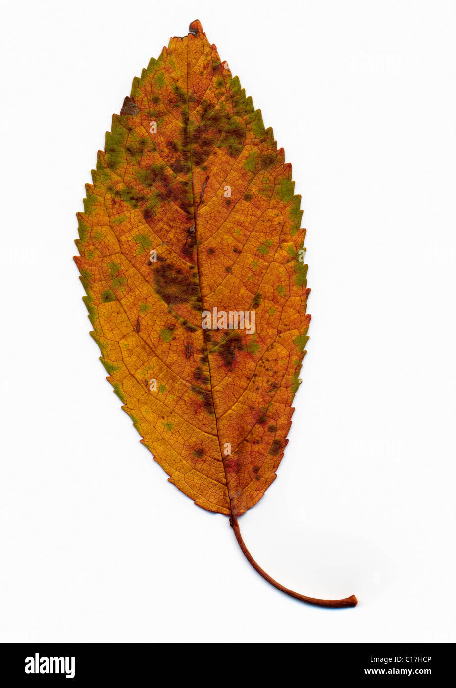 Complete leaf hi-res stock photography and images - Alamy