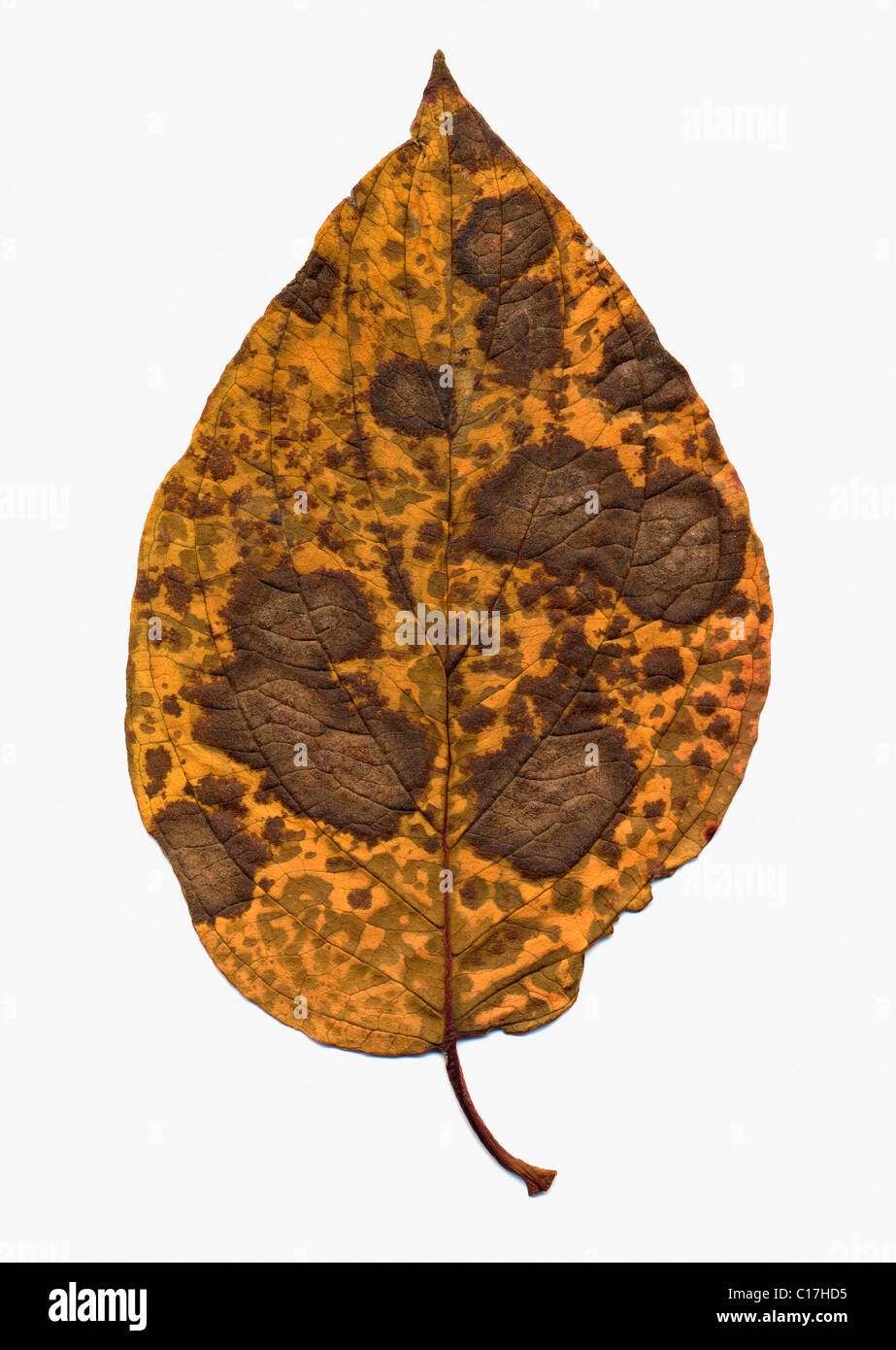 Autumnally coloured leaf with brown spots Stock Photo