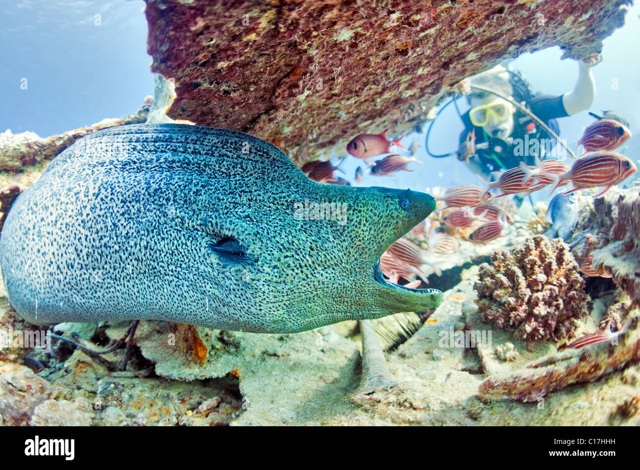 A scuba diver catches the attention of a Giant Moray Eel under the Gubal Lagoon barge shipwreck at Bluff Point in the Red Sea. Stock Photo