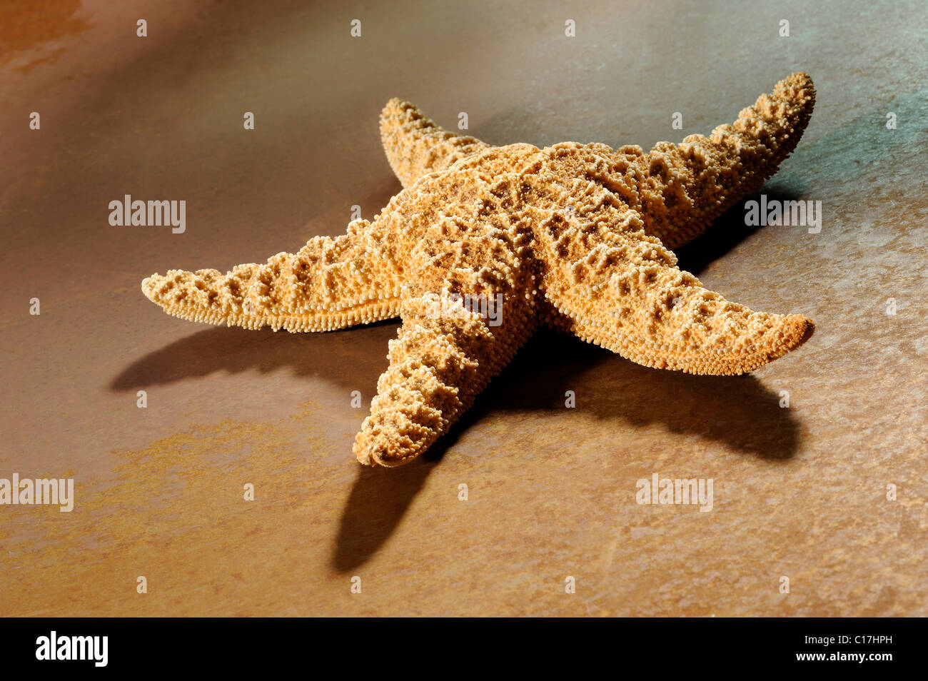 Sea star on rusty metal Stock Photo