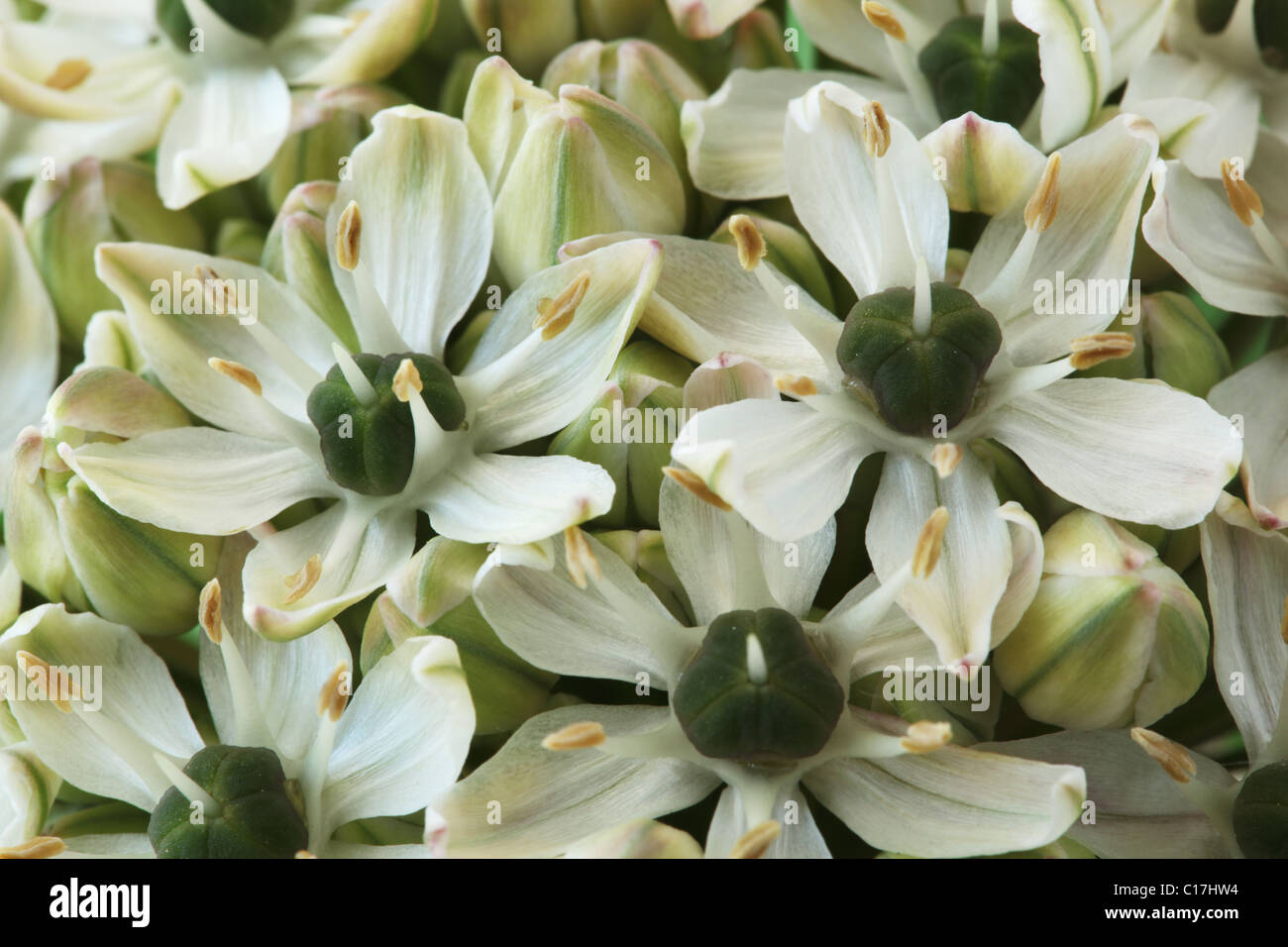 Allium nigrum Black garlic Broad-leaved onion June  Stock Photo