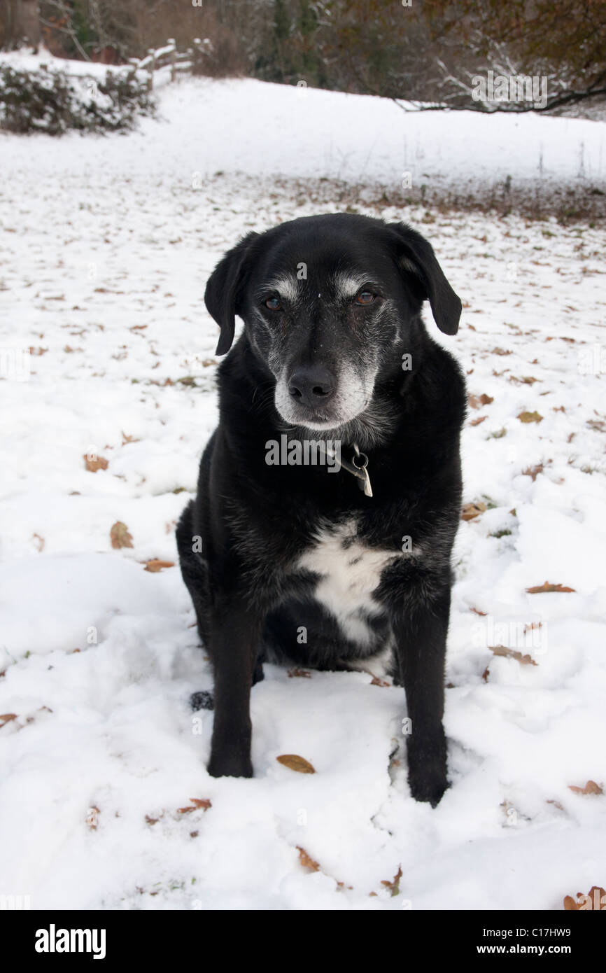 elderly black cross labrador dog in snow Stock Photo