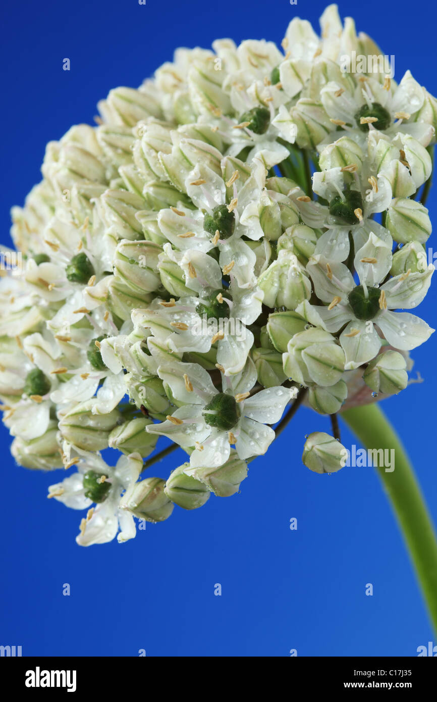Allium nigrum Black garlic Broad-leaved onion June Stock Photo