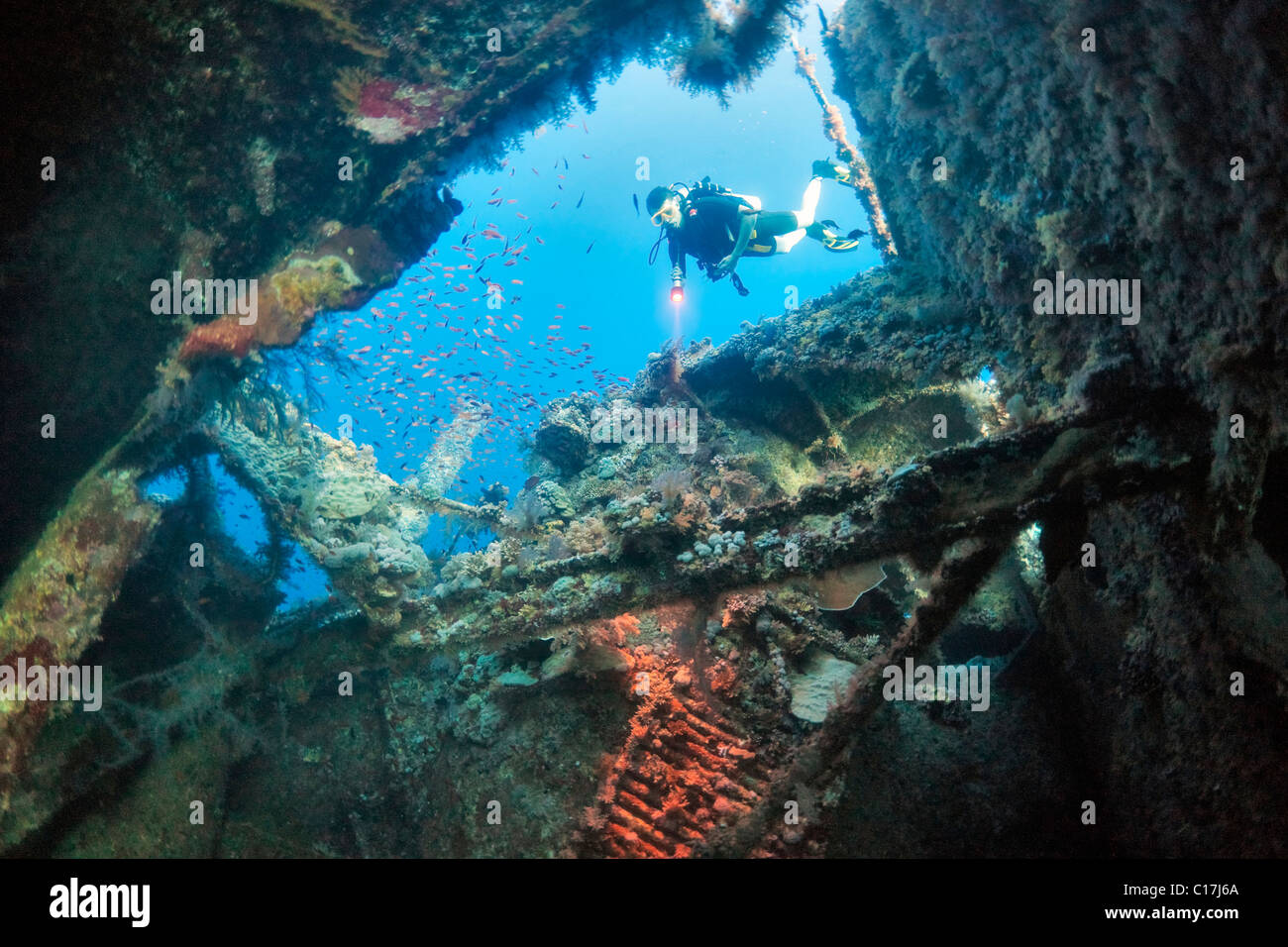 A scuba diver shines a torch as he enters the Numidia shipwreck at Big Brother Island in the Egyptian Red Sea. Stock Photo