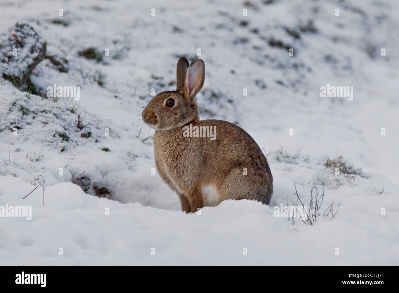 European rabbit (Oryctolagus cuniculus) sitting in the snow in winter, Germany Stock Photo