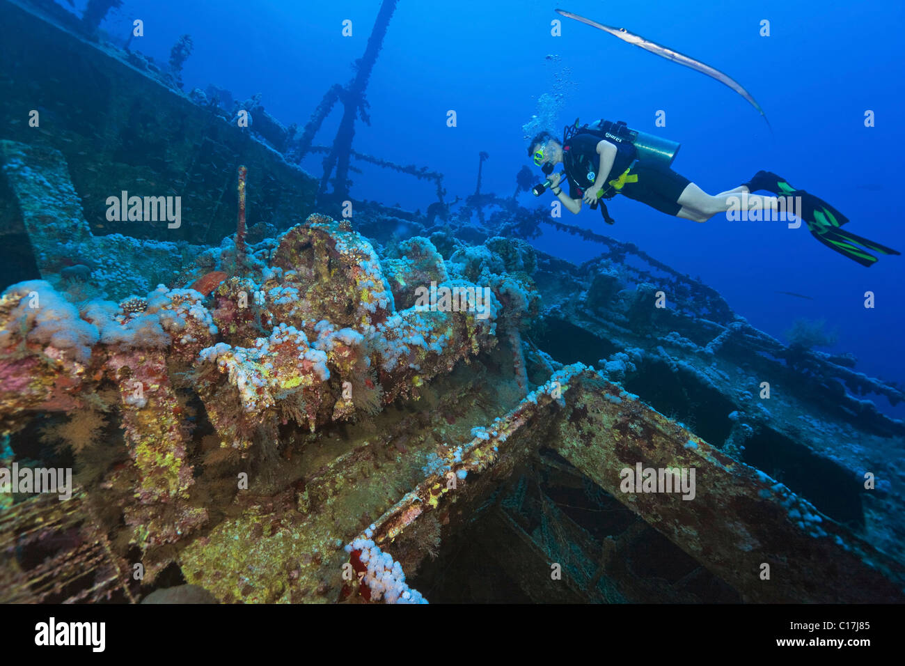 A scuba diver is joined by a Trumpetfish as he shines a torch on the The Aida II shipwreck at Big Brother Island in the Red Sea. Stock Photo