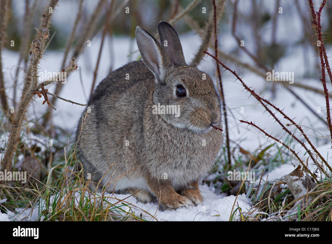 European rabbit (Oryctolagus cuniculus) foraging in the snow in winter ...