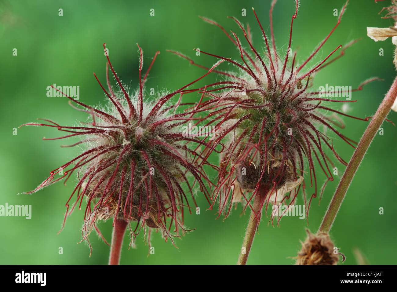 Geum rivale Water avens Seedheads June Stock Photo