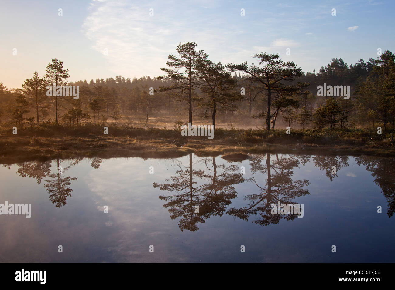 Moorland with lake and pine forest in Sweden Stock Photo