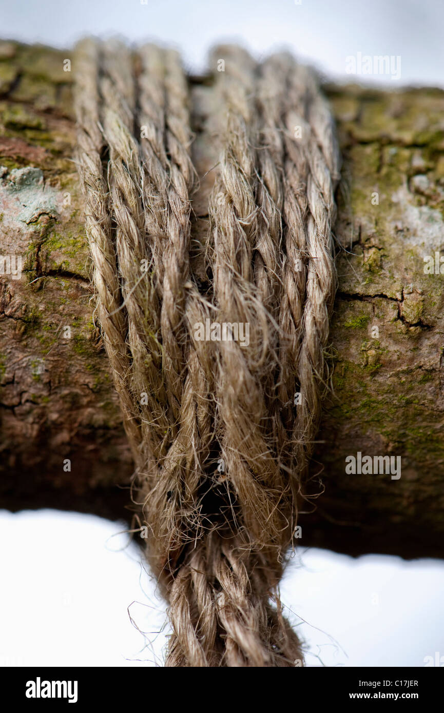 Old brown string tied around a tree branch Stock Photo - Alamy