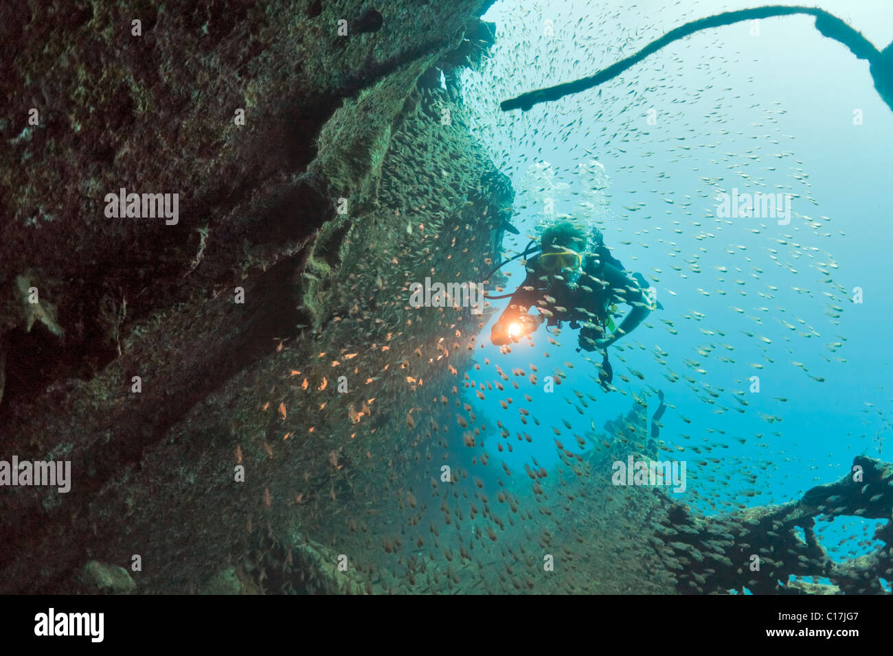 A scuba diver illuminates the fish that shroud the El Mina minesweeper shipwreck near Hurghada in the Egyptian Red Sea. Stock Photo