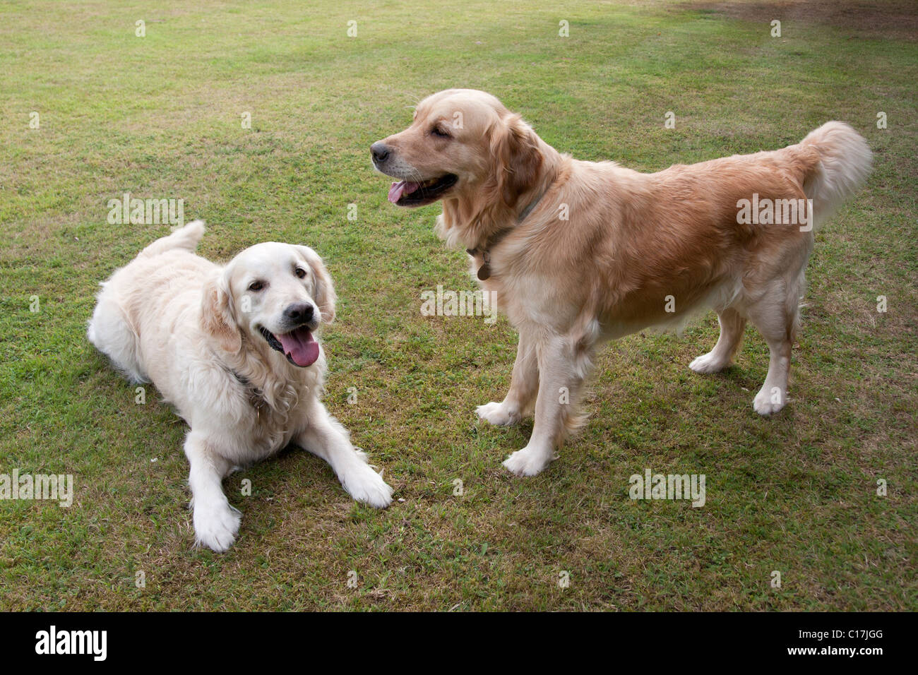 two active golden retrievers playing in garden Stock Photo - Alamy