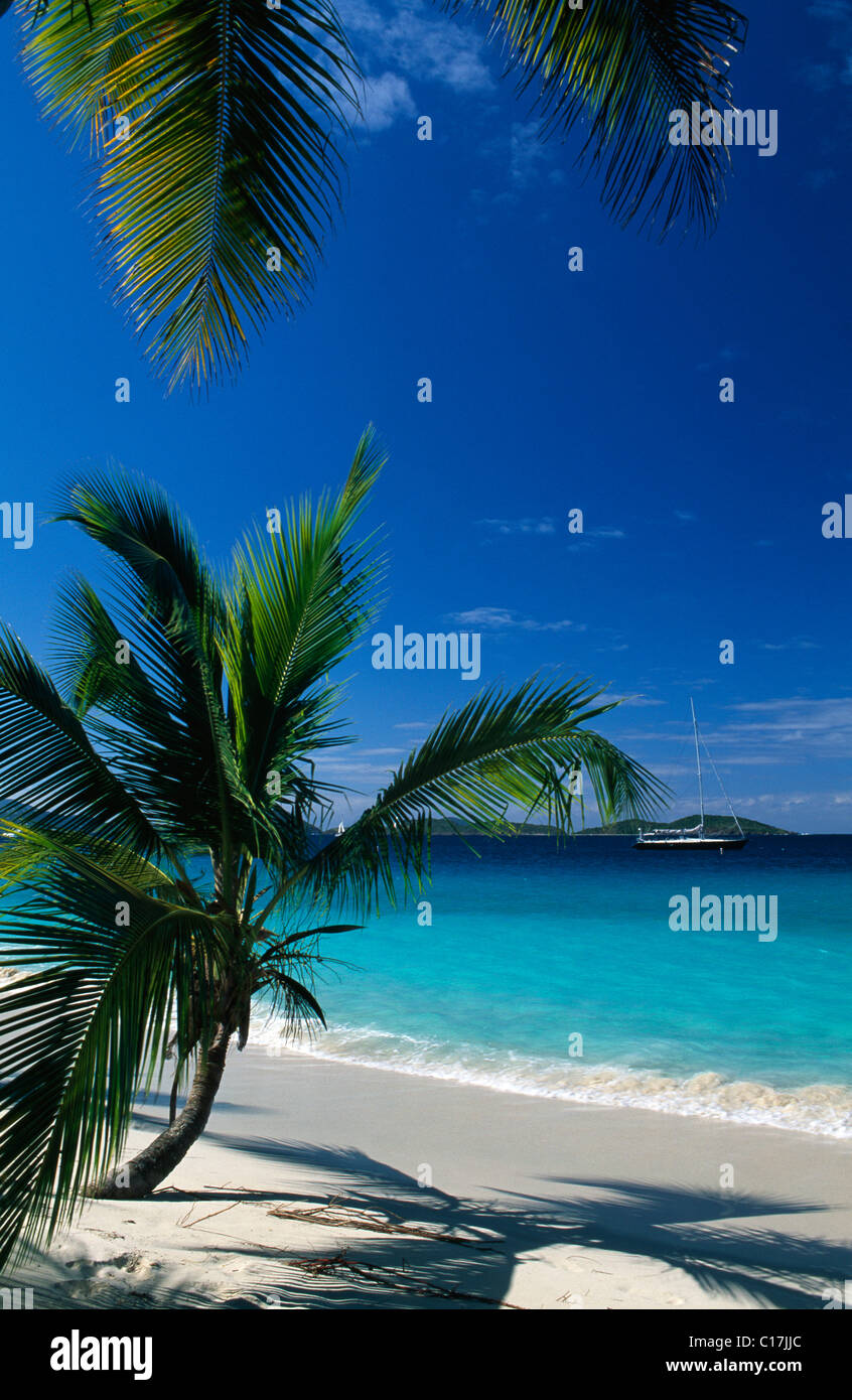 Palm trees on a beach, Solomon Bay, St. John Island, United States
