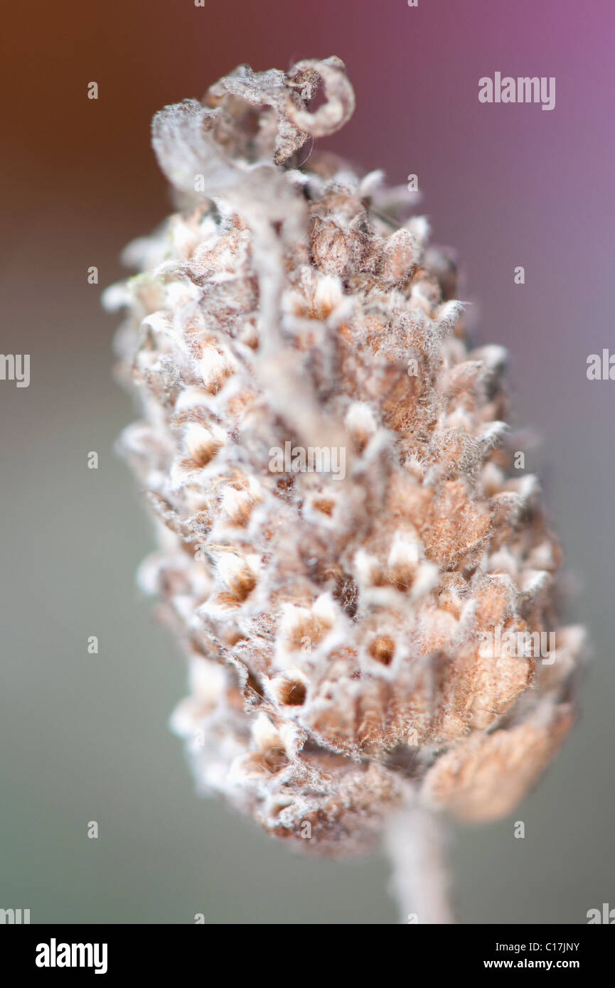 Close-up of a dried husk seed. Stock Photo