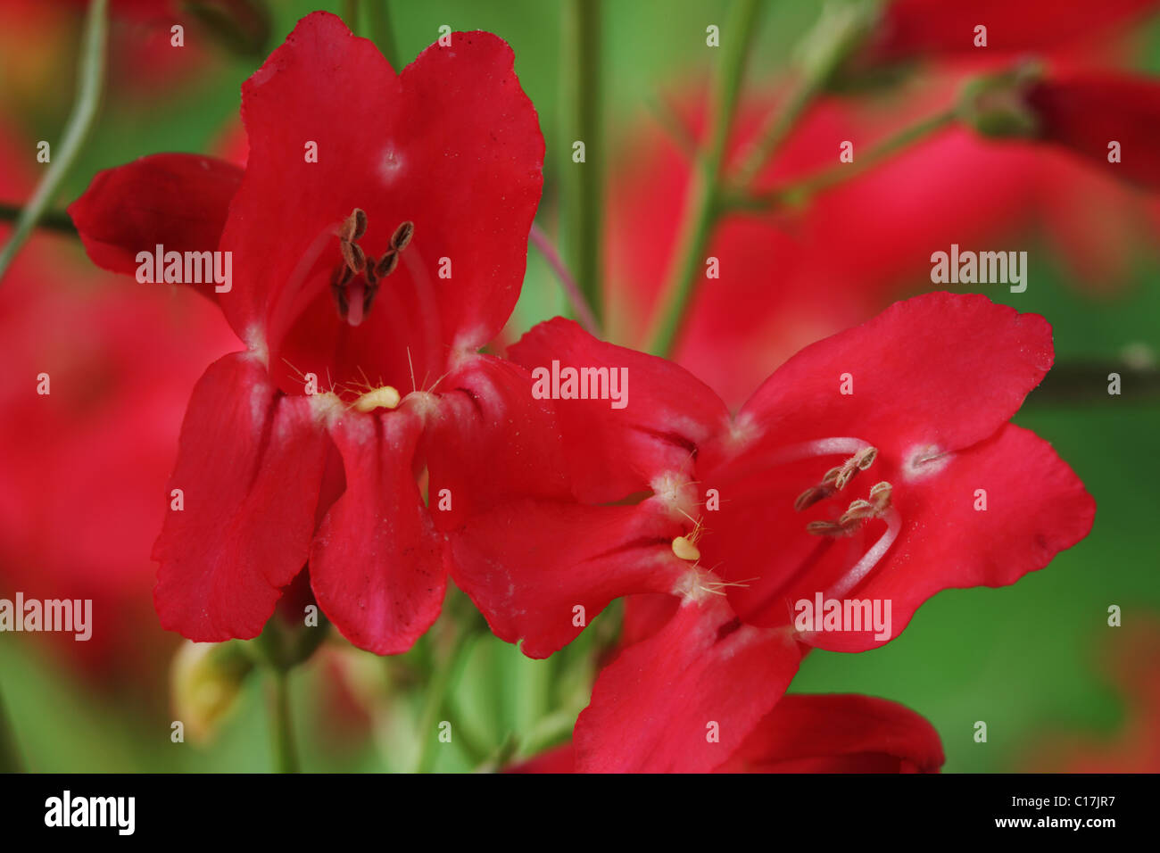 Penstemon 'Red Riding Hood' Beard-tongue June Stock Photo - Alamy