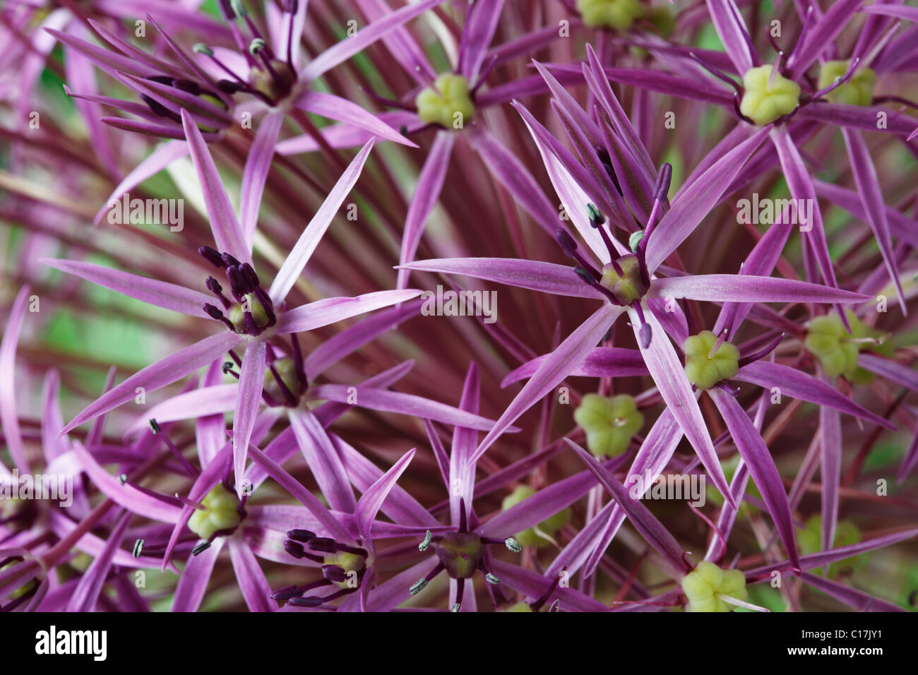 Allium cristophii AGM Star of Persia June Stock Photo