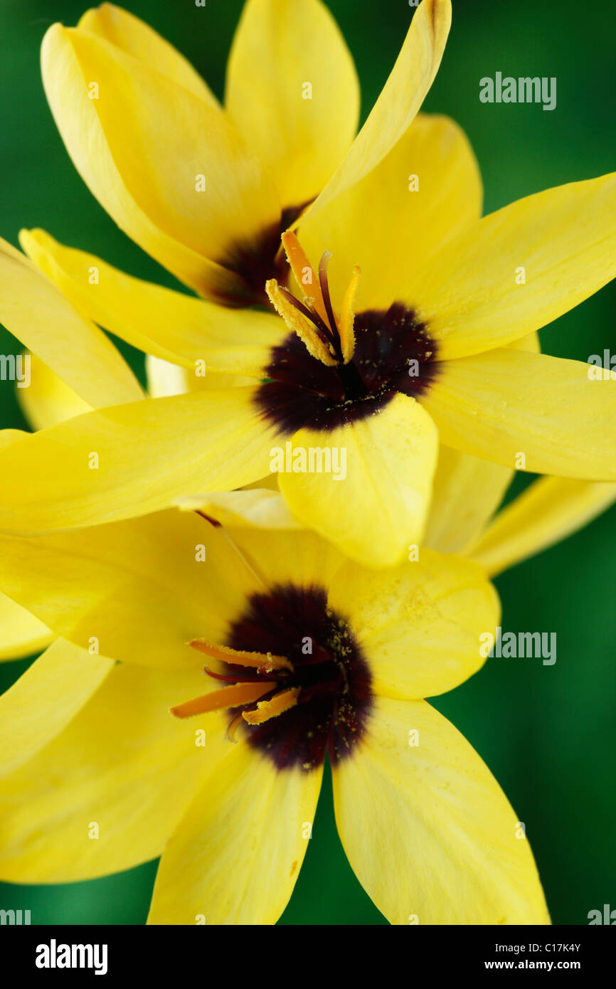 Ixia 'Yellow Emperor' Corn lily June  Stock Photo