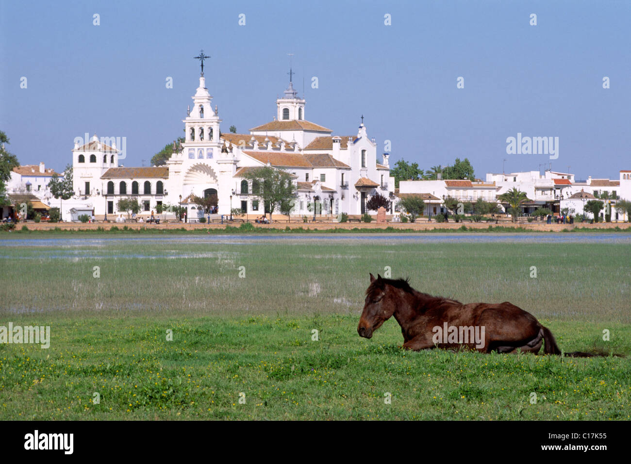 Andalusian horse living in the wild in the Donana National Park, in the back the village El Rocio, Andalusia, Spain, Europe Stock Photo
